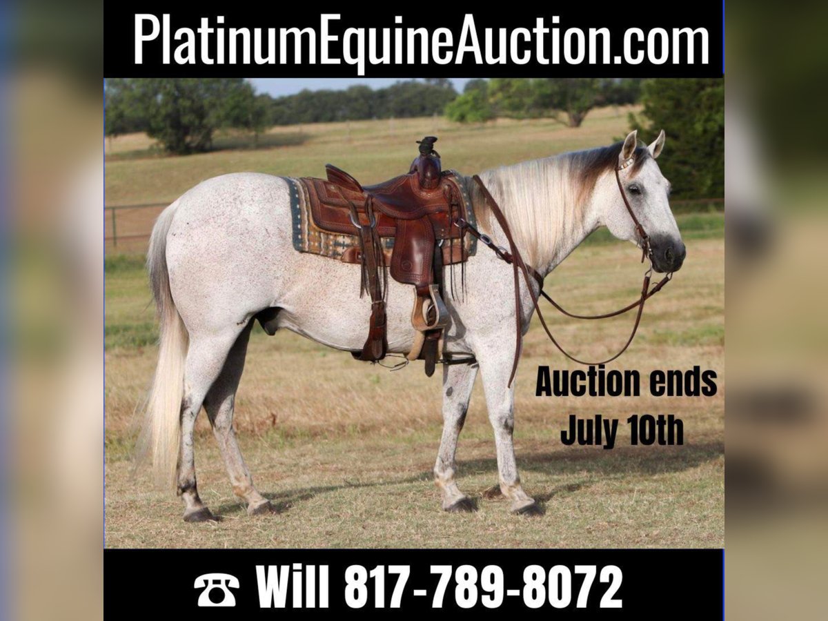 American Quarter Horse Gelding 11 years 14,3 hh Gray in Joshua TX