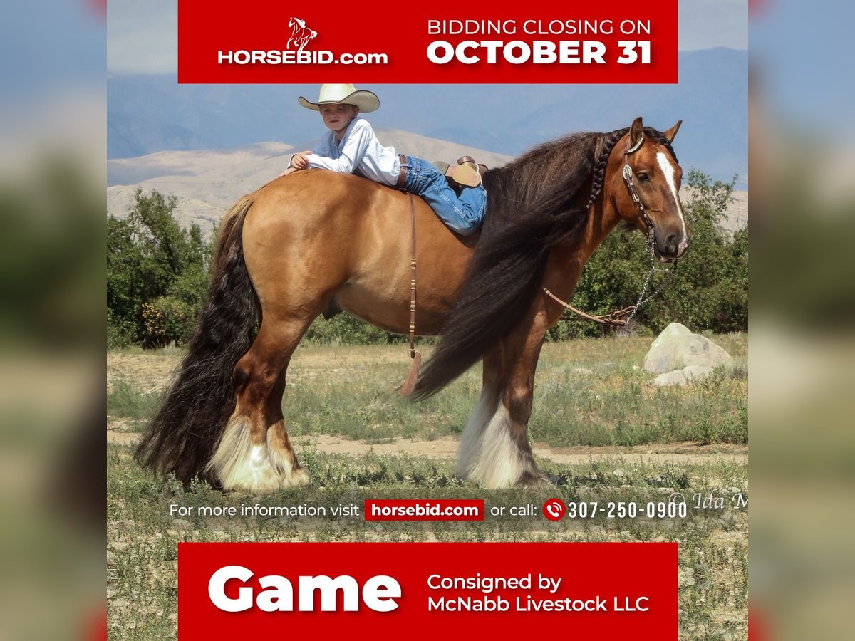 Horse Stalls — 307 Horse Racing
