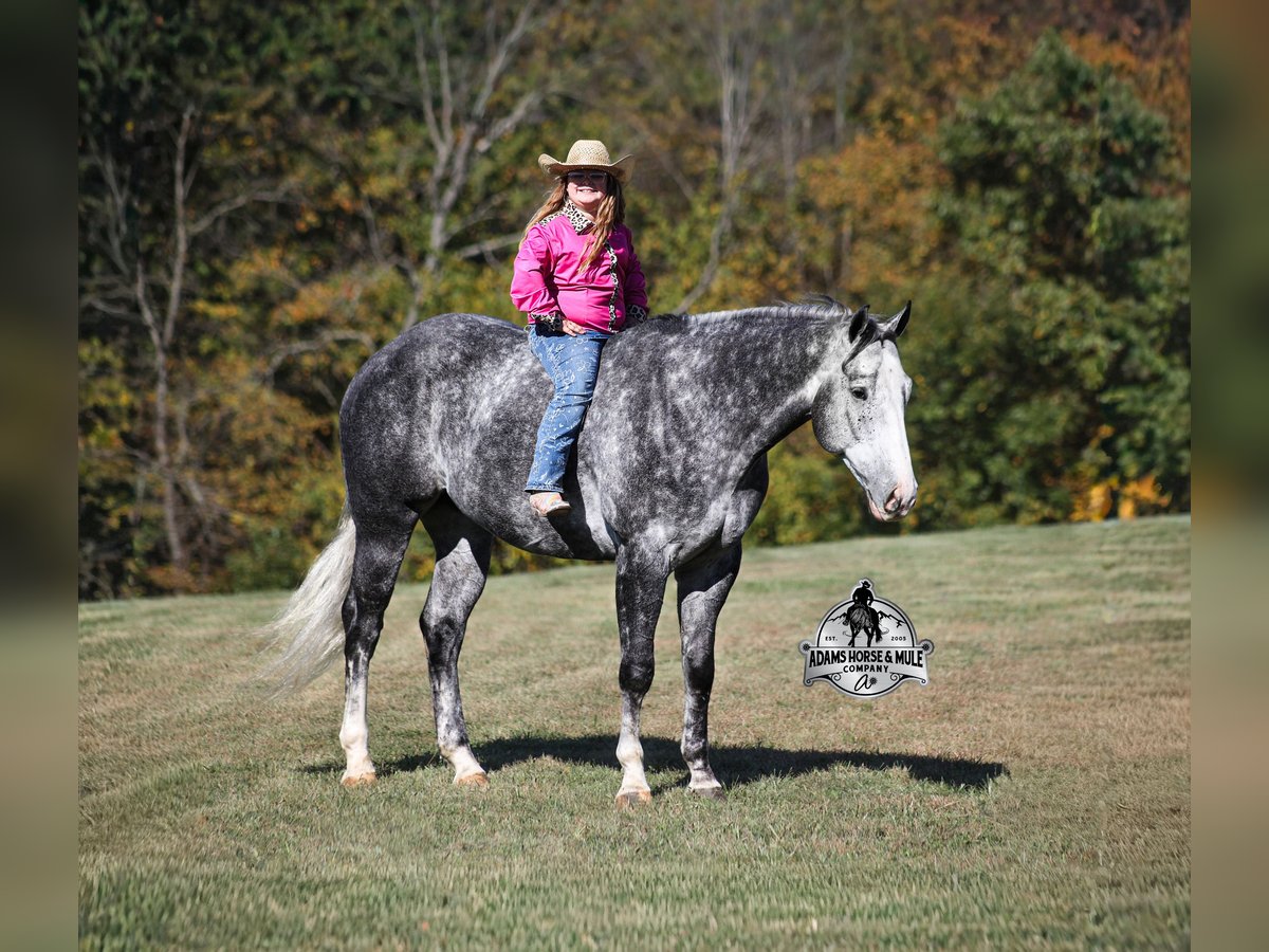 American Quarter Horse Gelding 6 years 15.2 hh Grey-Dapple in