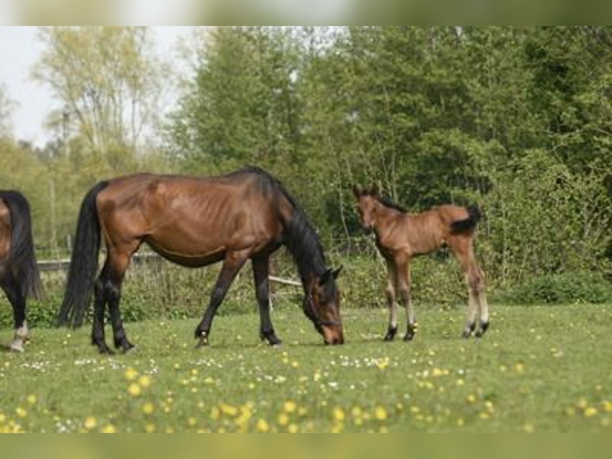 Belgian Draft Stallion 3 years 15,3 hh Bay-Dark in Kiernozia