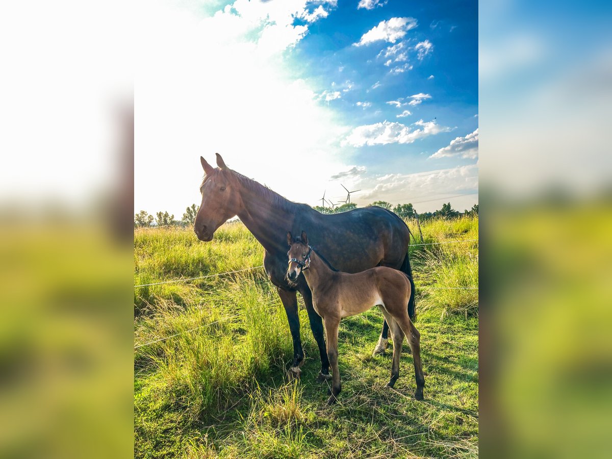 Oldenburg Mare 6 years 17,1 hh Bay-Dark in Bad Gandersheim