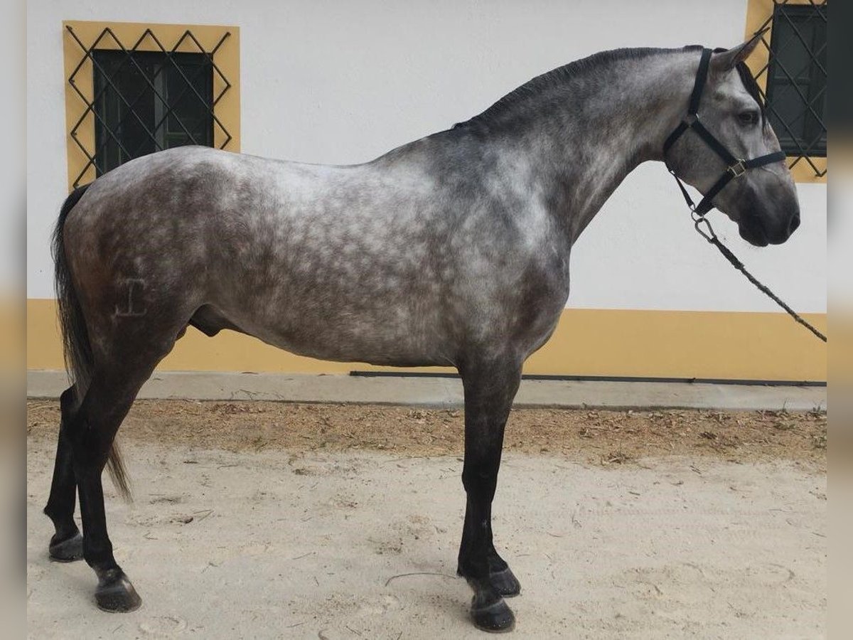 Other Breeds Mix Gelding 6 years 16,1 hh Gray in Lisboa