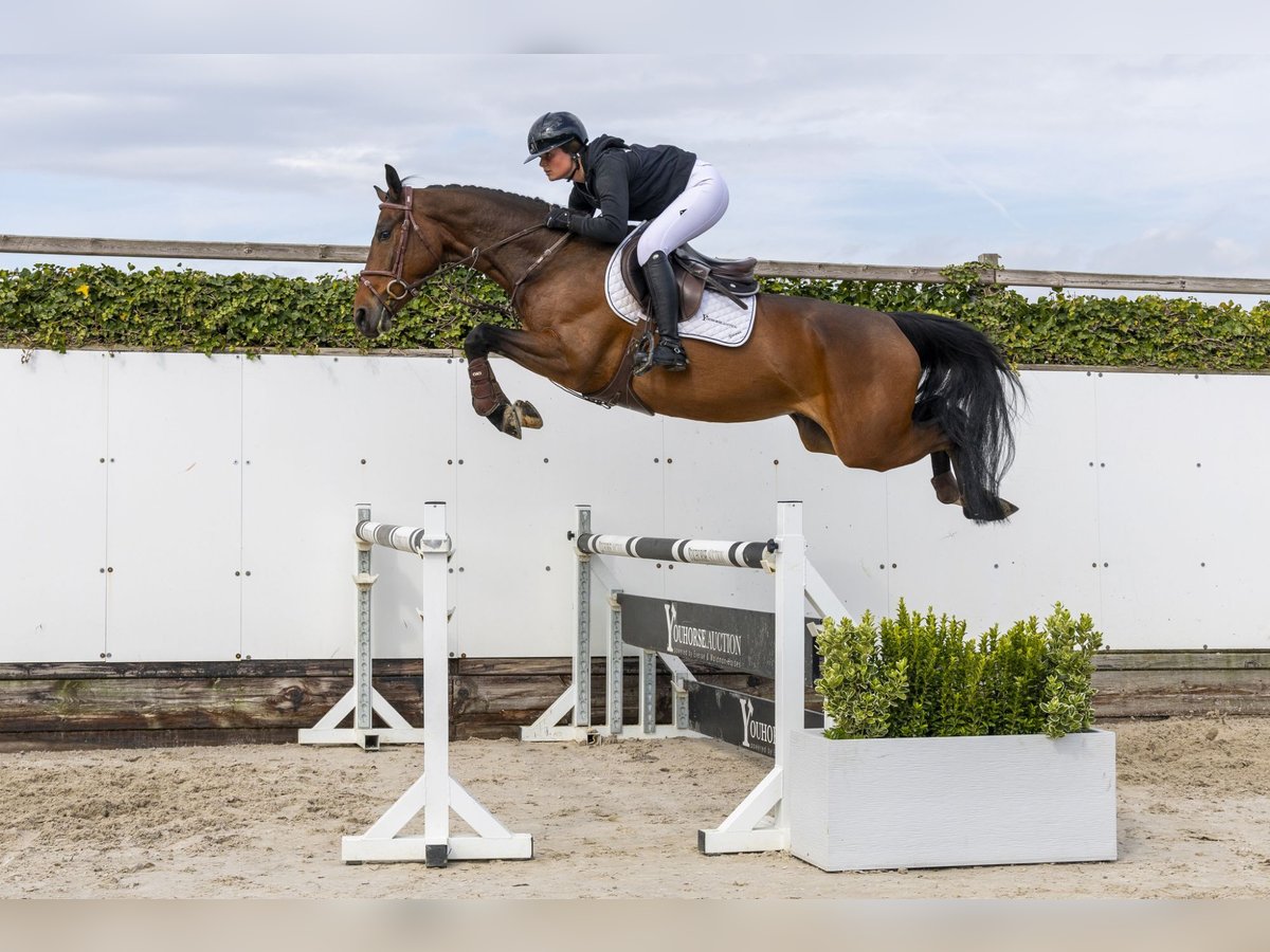 Felt Lined Smart Cinch - Weaver Equine