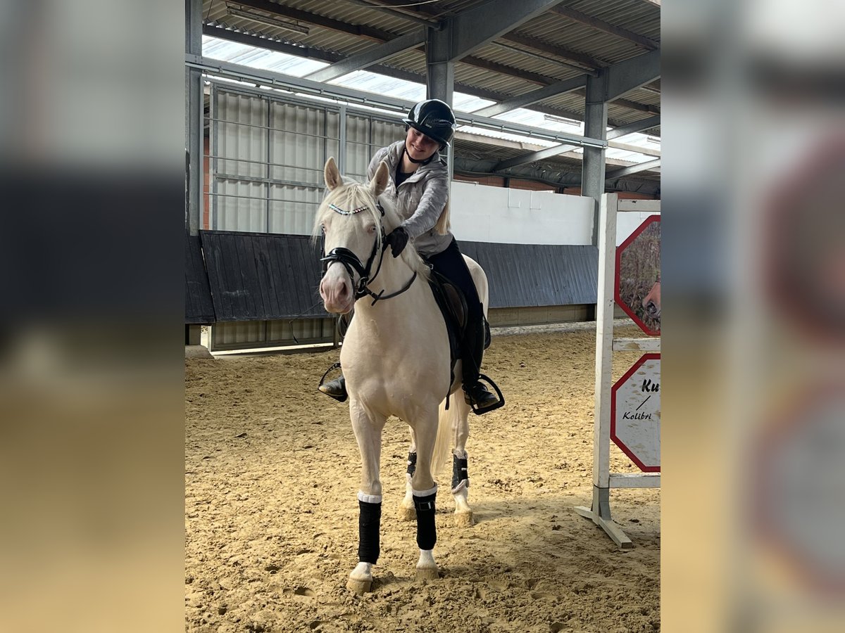 Pony tedesco Castrone 4 Anni 146 cm in Hemer