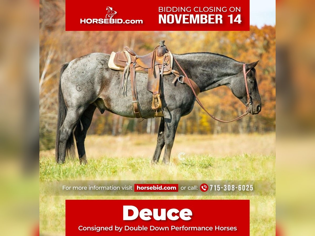 American Quarter Horse Gelding 13 years 15,2 hh Roan-Blue in Clayton, WI