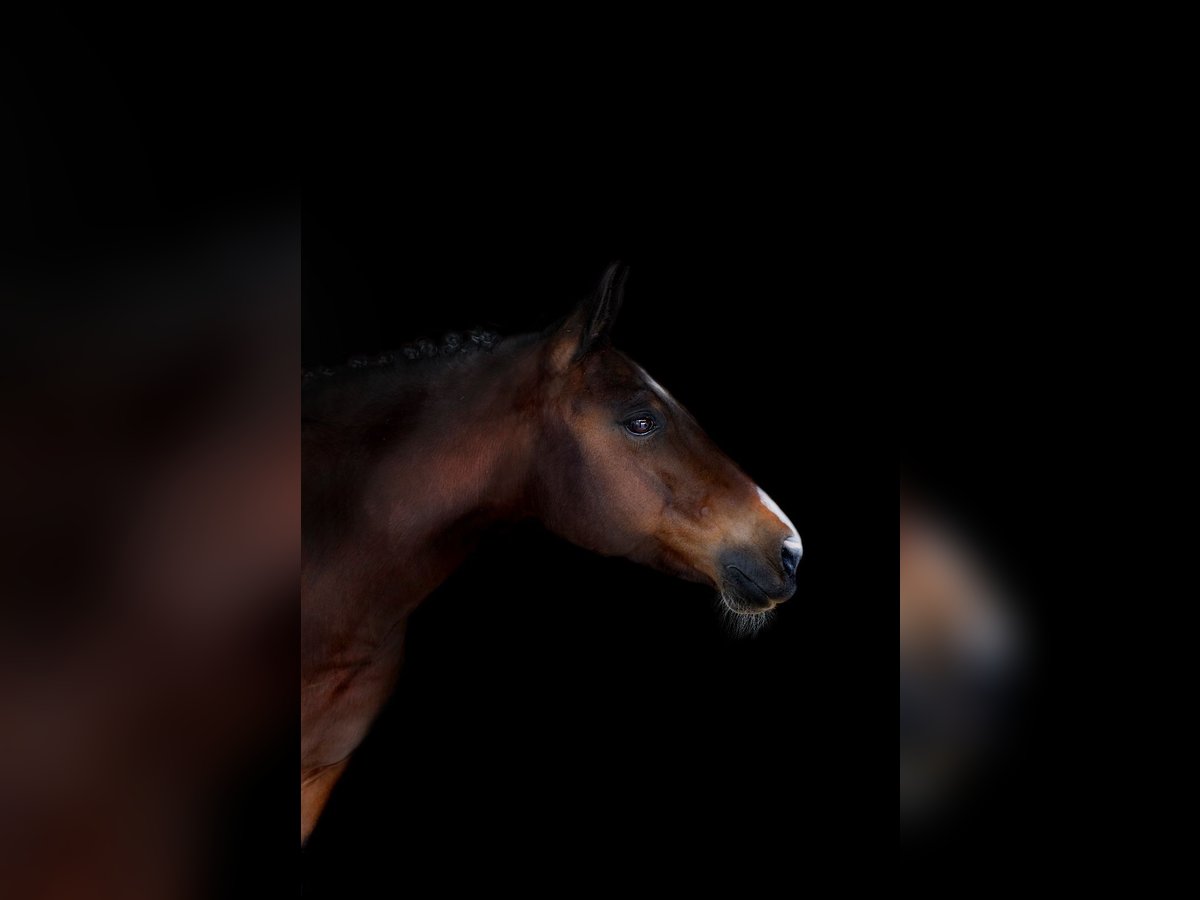 New Forest Pony Mare 13 years 14.1 hh Brown in Mamming