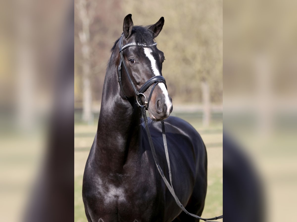 KWPN Stallion Smoky-Black in Nideggen