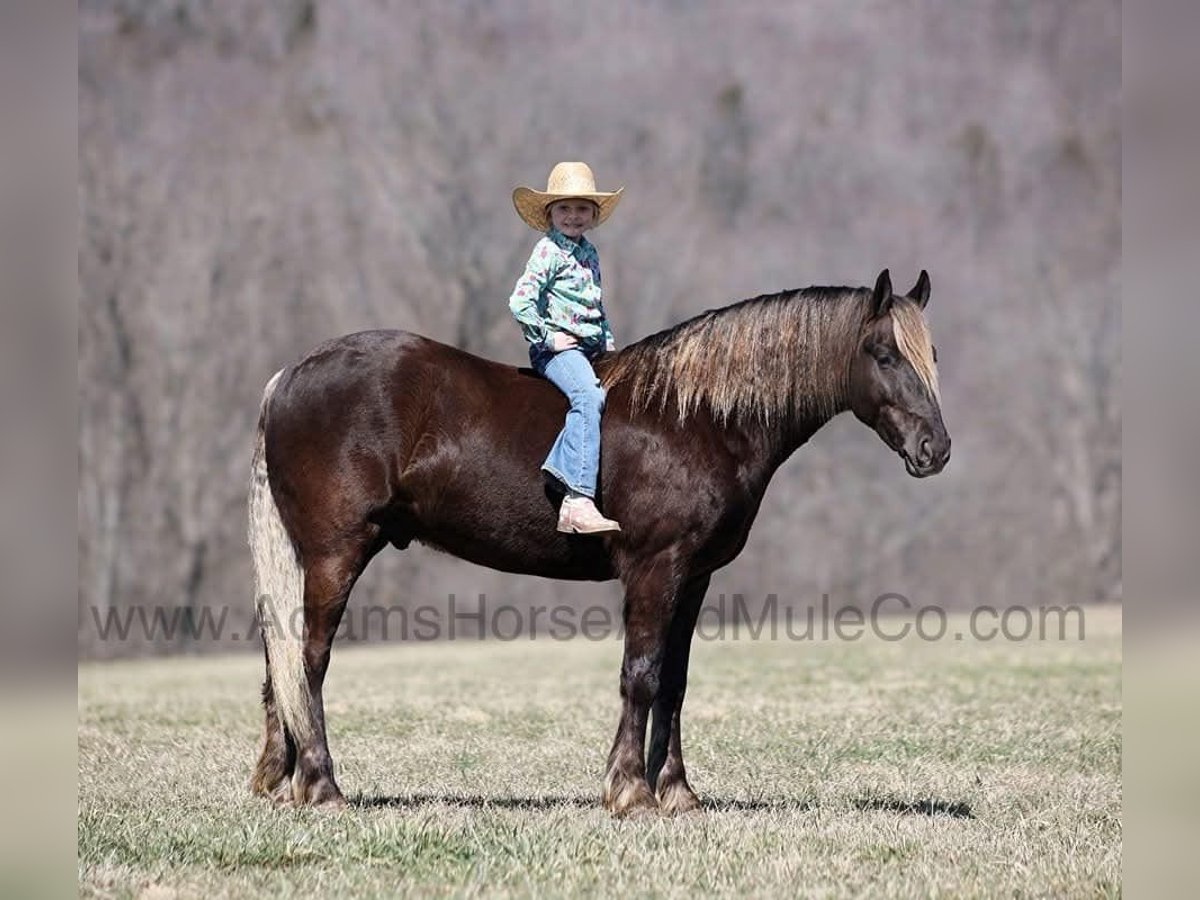 Friesian horses Gelding 5 years 15 hh Brown in Mount Vernon