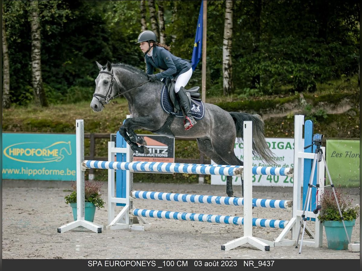 A - il est beau de l’Otri Belgische Rijpony Hengst Schimmel in Agimont