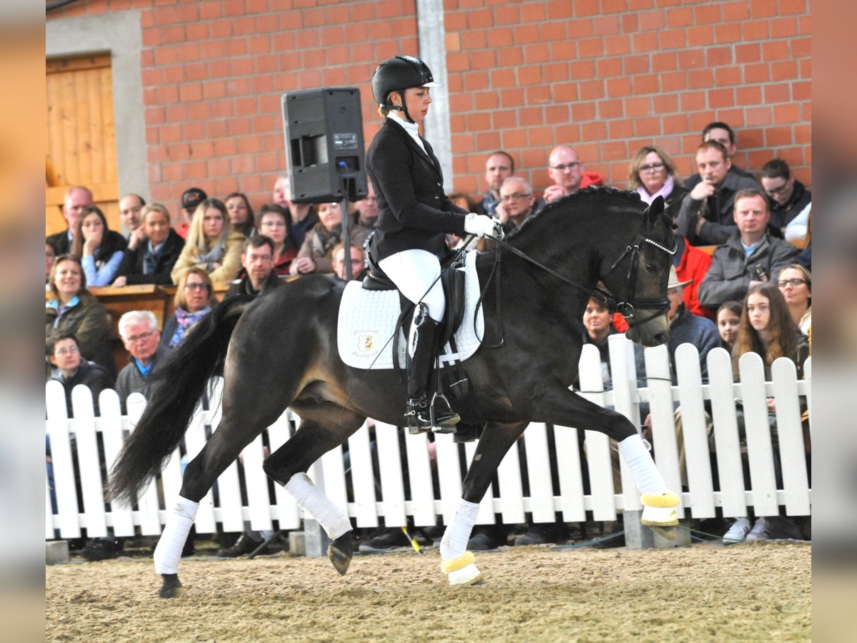 A KIND OF MAGIC Deutsches Reitpony Hengst Falbe in Paderborn