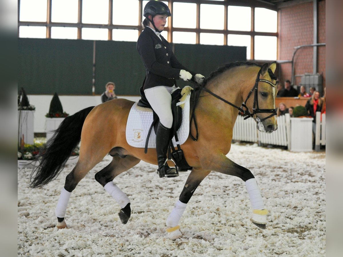 A NEW STAR I NRW German Riding Pony Stallion Dun in Paderborn