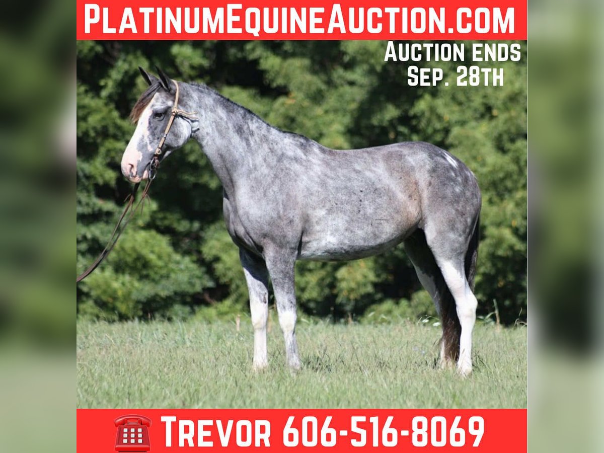 邦楽 The Tale of Roan Horses / BOYS AGE Tennessee walking horse Mare 13 years 15 hh Roan-Blue in Parkers