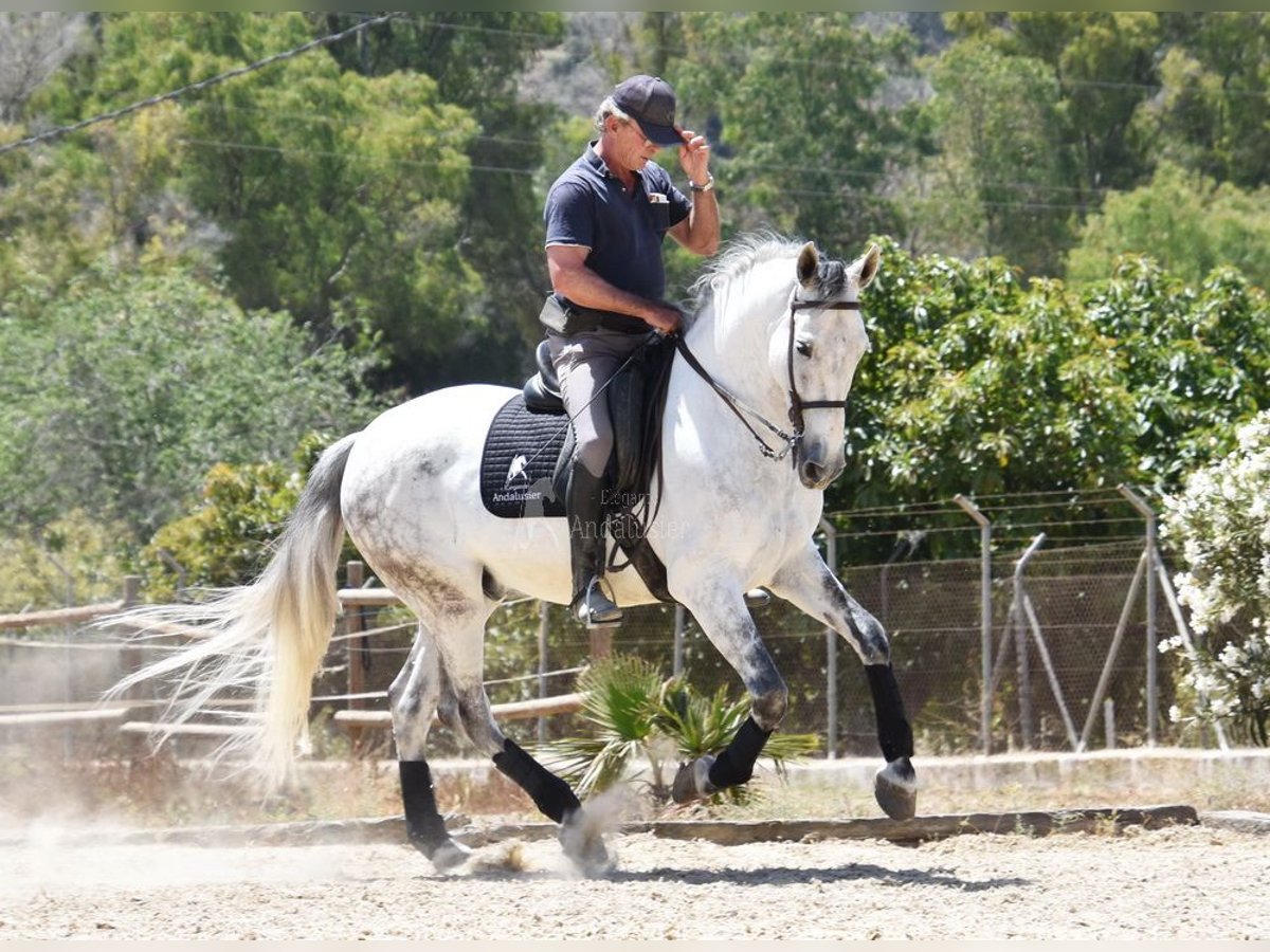 PRE Caballo castrado 8 años 165 cm Tordo in Provinz Malaga