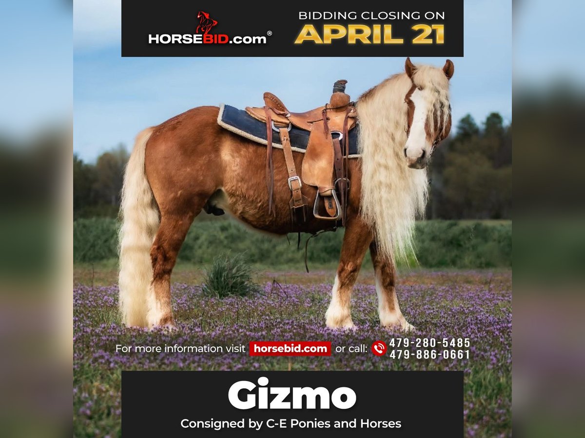 Haflinger Gelding 7 years 13,1 hh Sorrel in Dover, AR