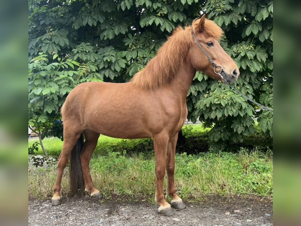 Icelandic Horse Mare 11 years 13,2 hh Chestnut-Red in Buchholz