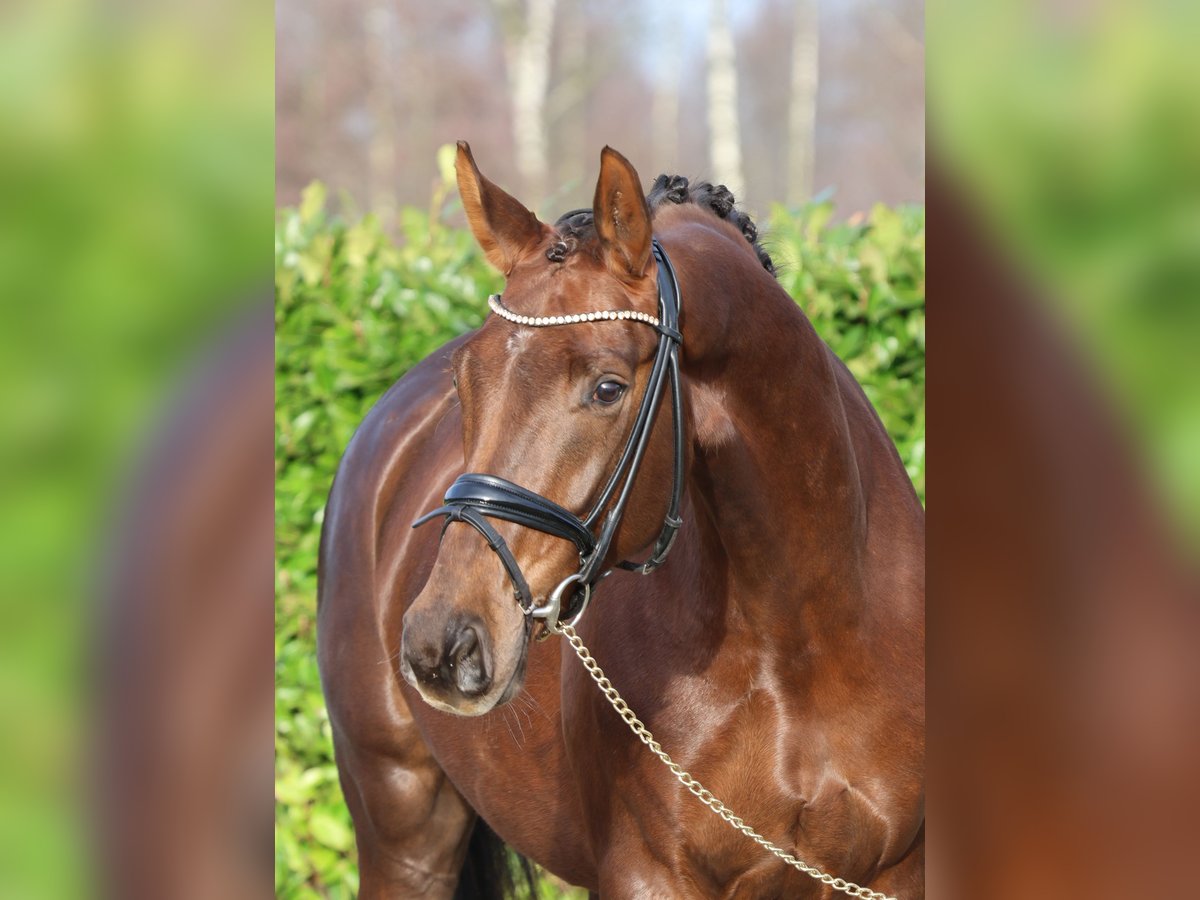 Westphalian Mare 5 years 16,3 hh Chestnut in Greven