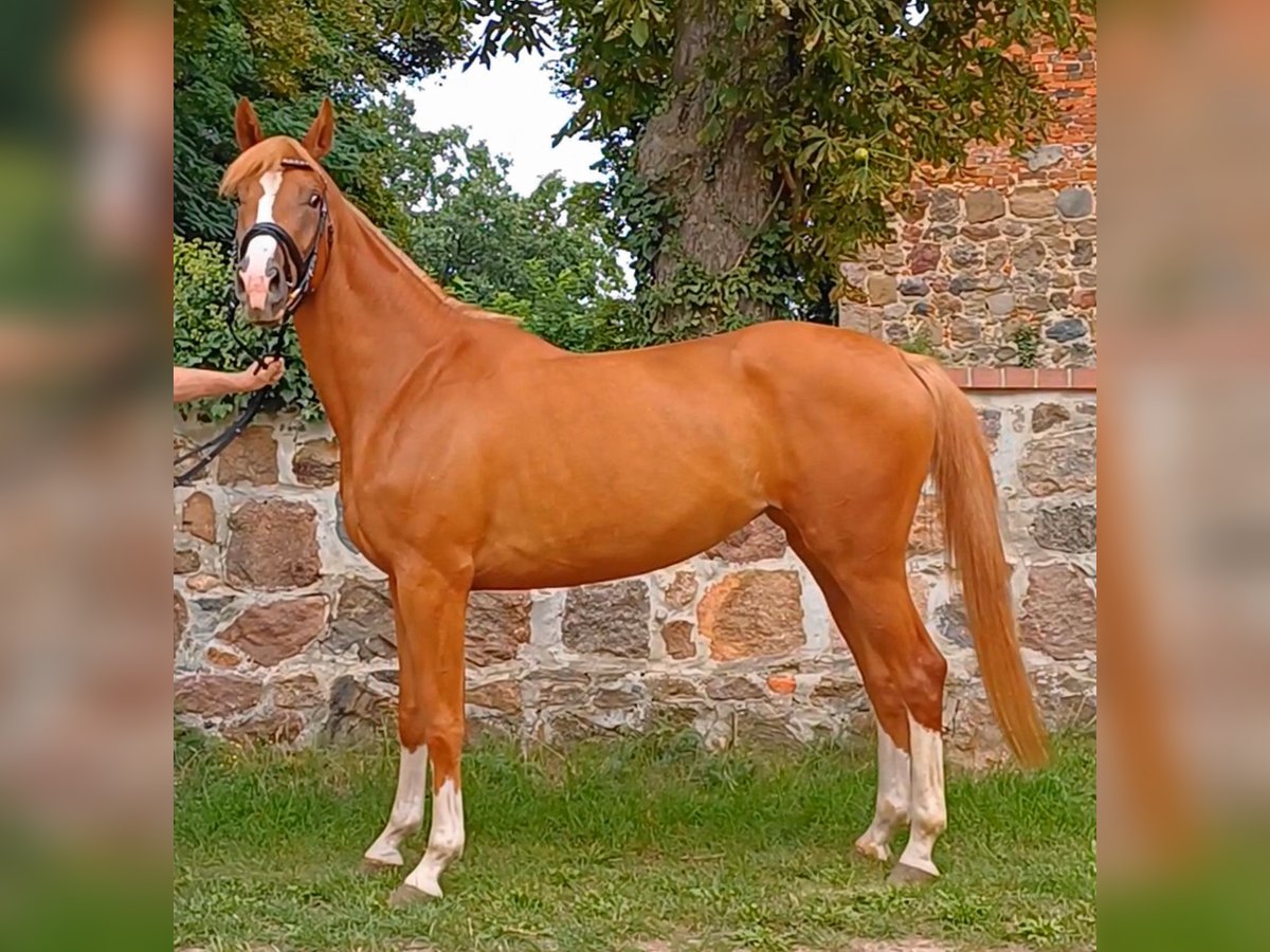 German Sport Horse Mare 5 years 16,2 hh Chestnut-Red in Ringelsdorf