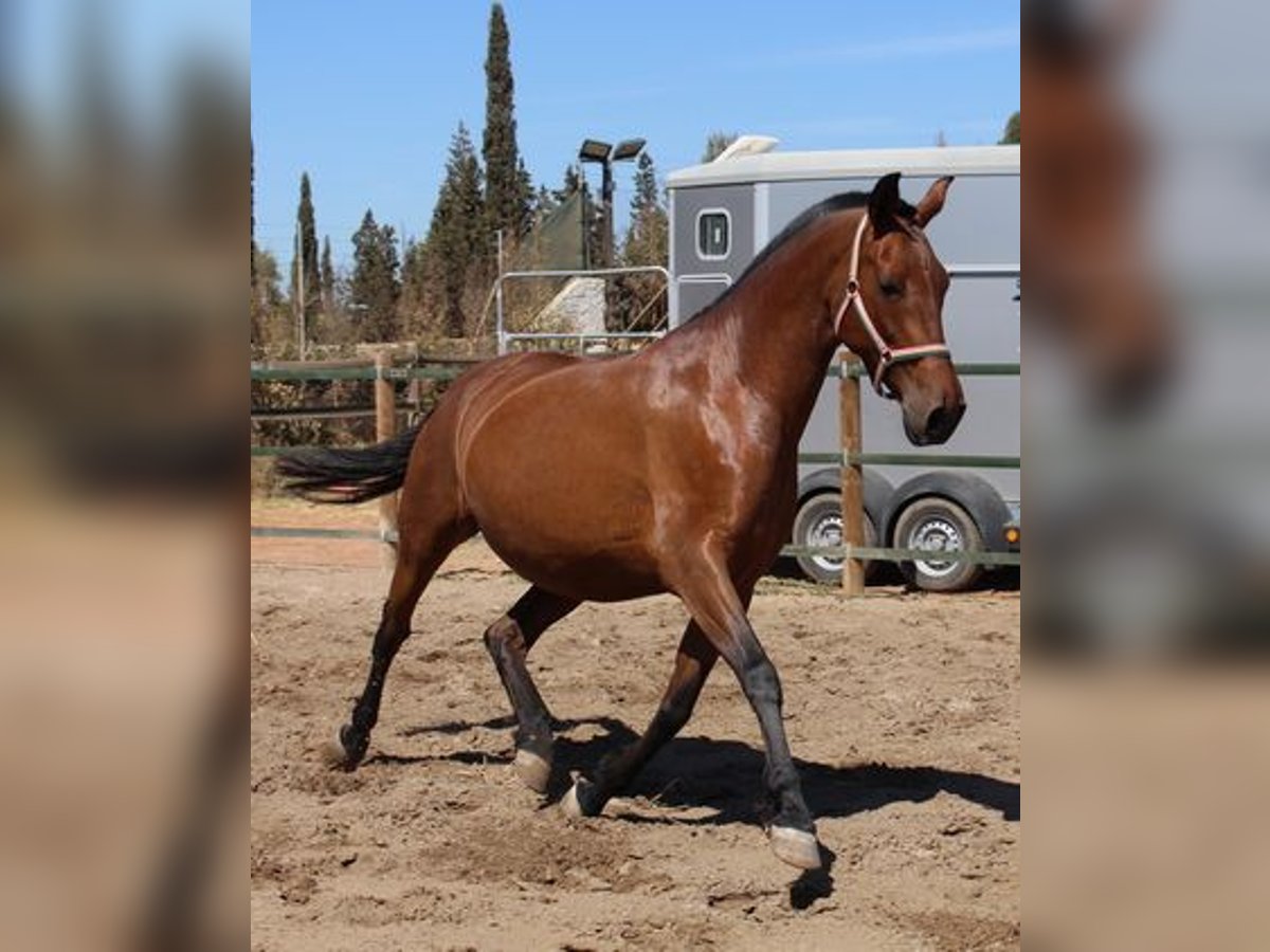 Andaluces Yegua 9 años Castaño rojizo in Badajoz