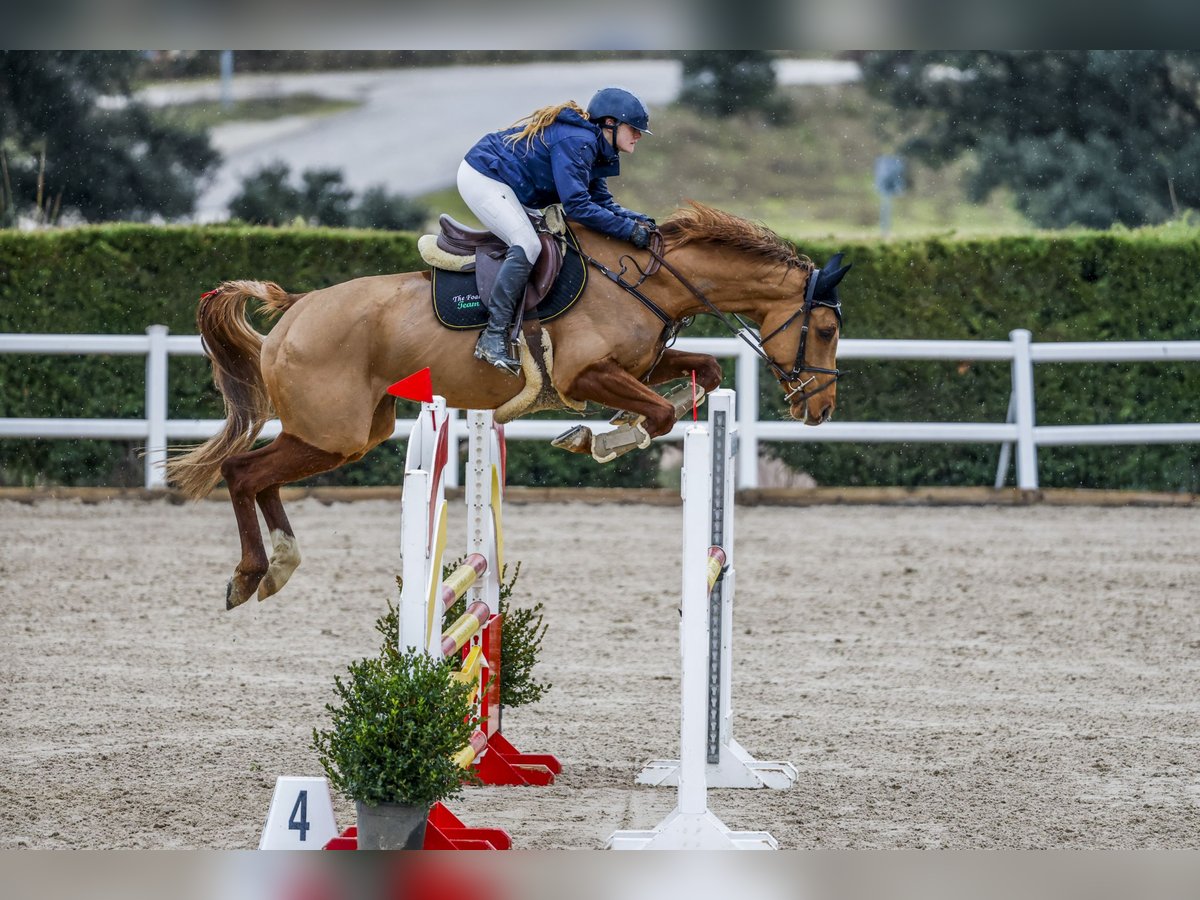 ぴこ Anglo European Studbook Mare 6 years 16 hh Chestnut-Red in Alcorcon