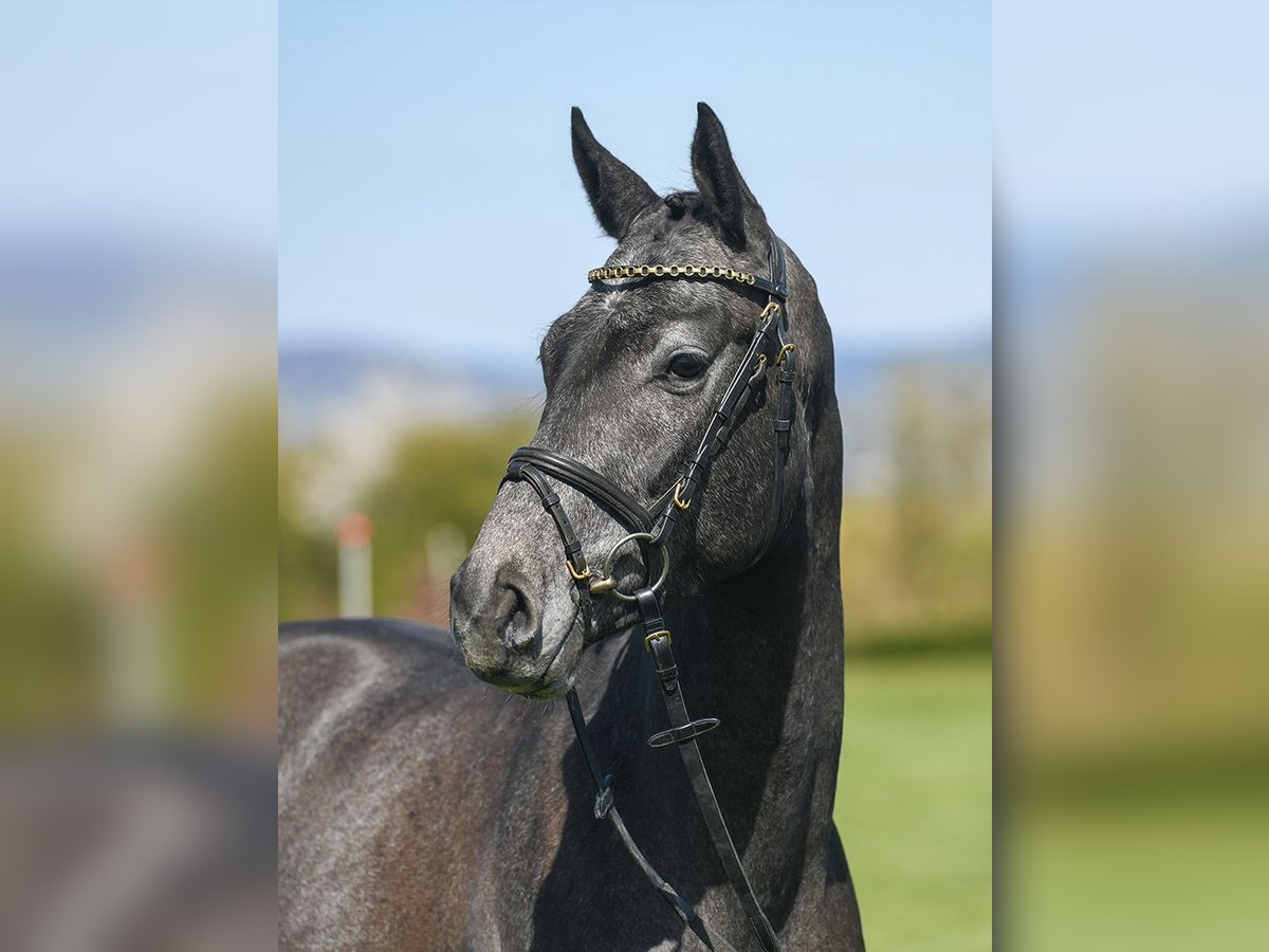 お歳暮・冬ギフト 特集2024 通販  16 years 4 Gelding (OS) Oldenburg-International hh in Gray ヨーロッパ