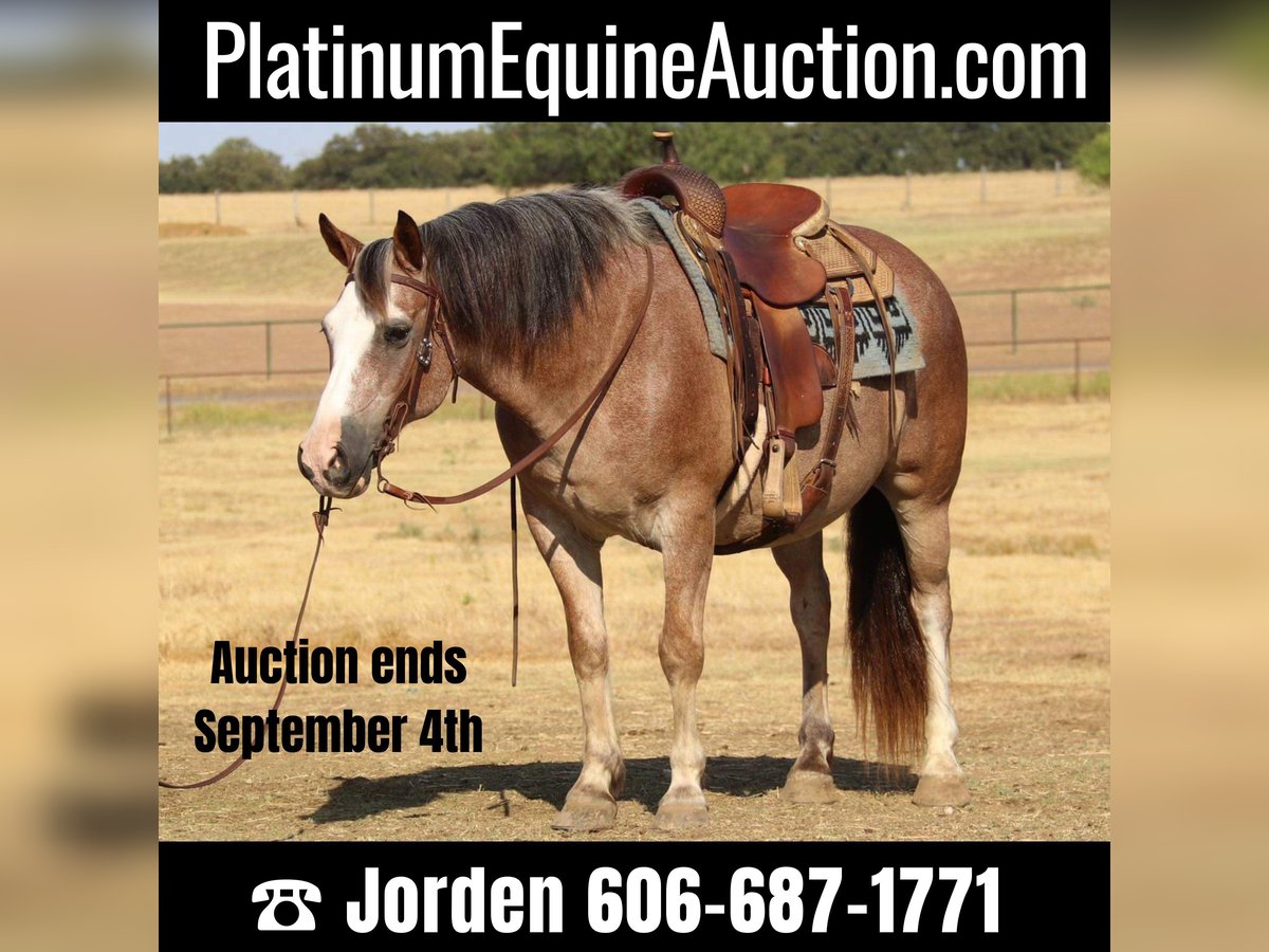 JET” QH 6 year old grade gelding - Elkhart Horse Auctions