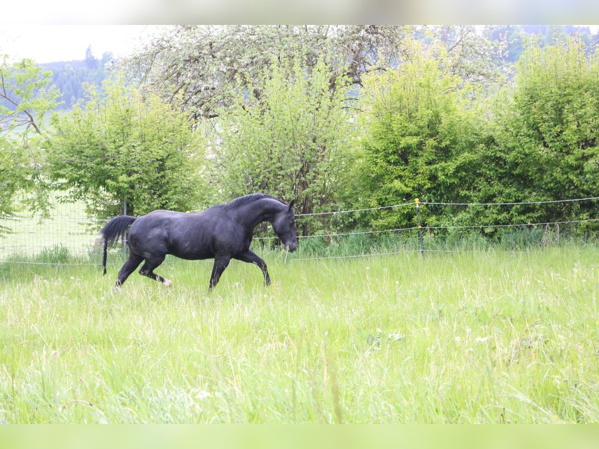 ACDC SPARKLING Quarter horse américain Étalon Noir in Kaltental