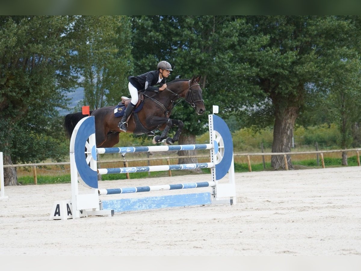 Achal-Tekkiner Hengst 12 Jahre 158 cm Dunkelbrauner in Pujals Dels Cavallers