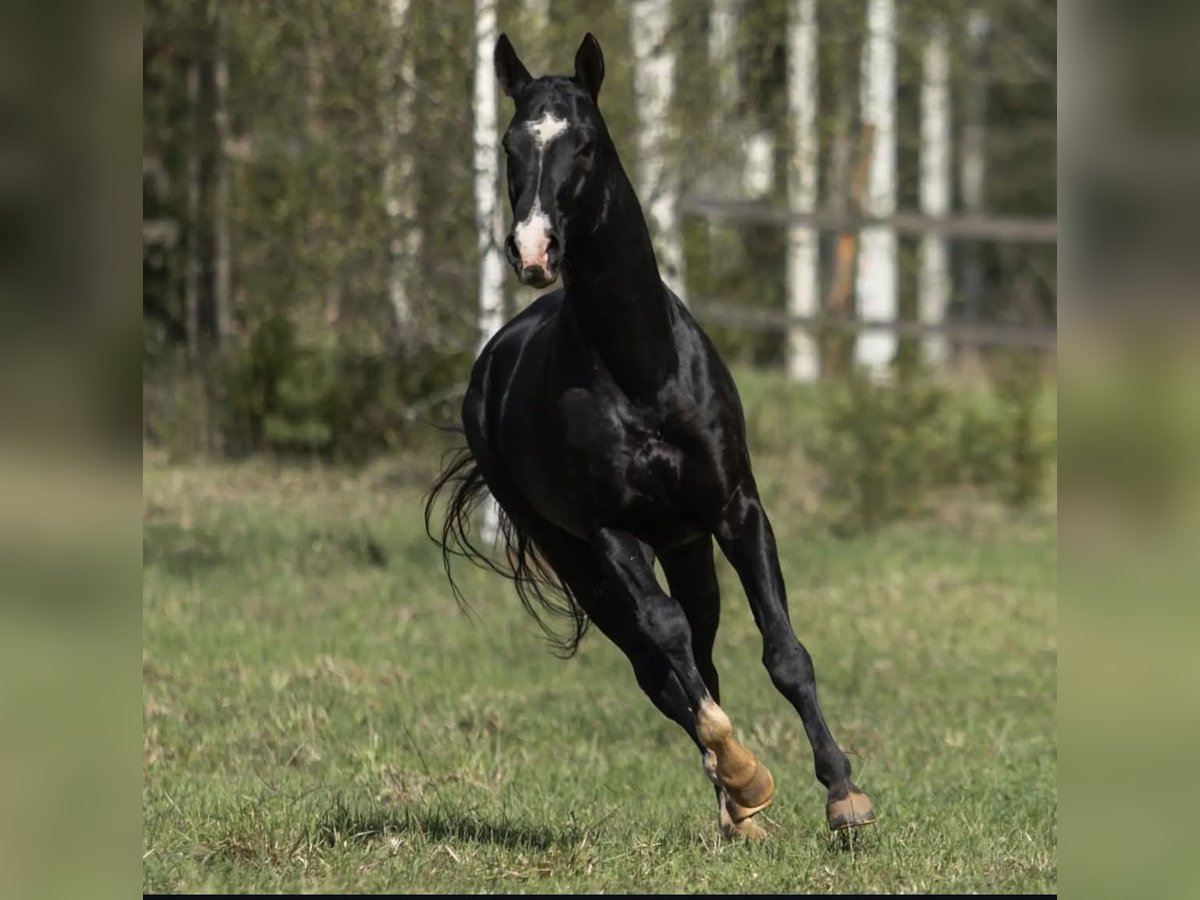 Achal-Tekkiner Hengst 12 Jahre 165 cm Rappe in L&#x2019; Aquila