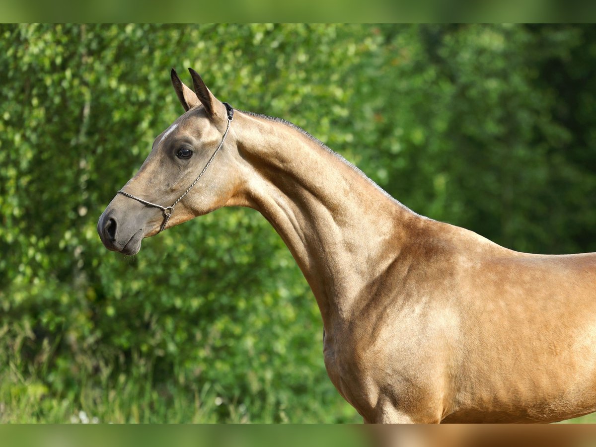 Achal-Tekkiner Hengst 1 Jahr 152 cm Buckskin in St Petersburg