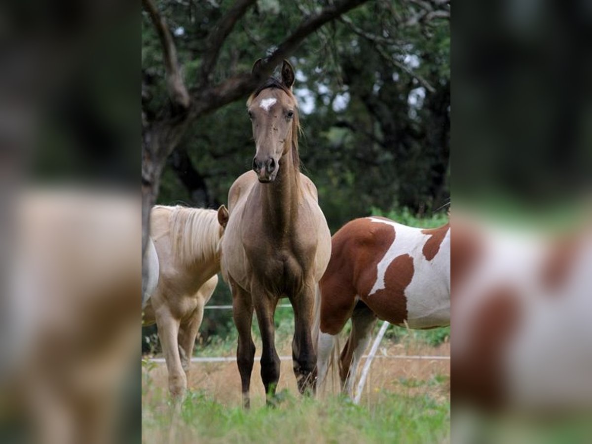 Achal-Tekkiner Hengst 1 Jahr 160 cm Buckskin in Baulon