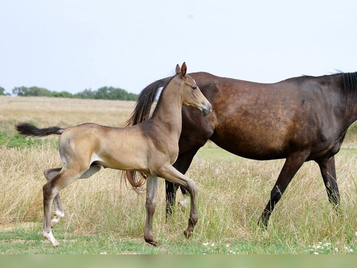 Achal-Tekkiner Hengst 1 Jahr 162 cm Buckskin in GOVEN