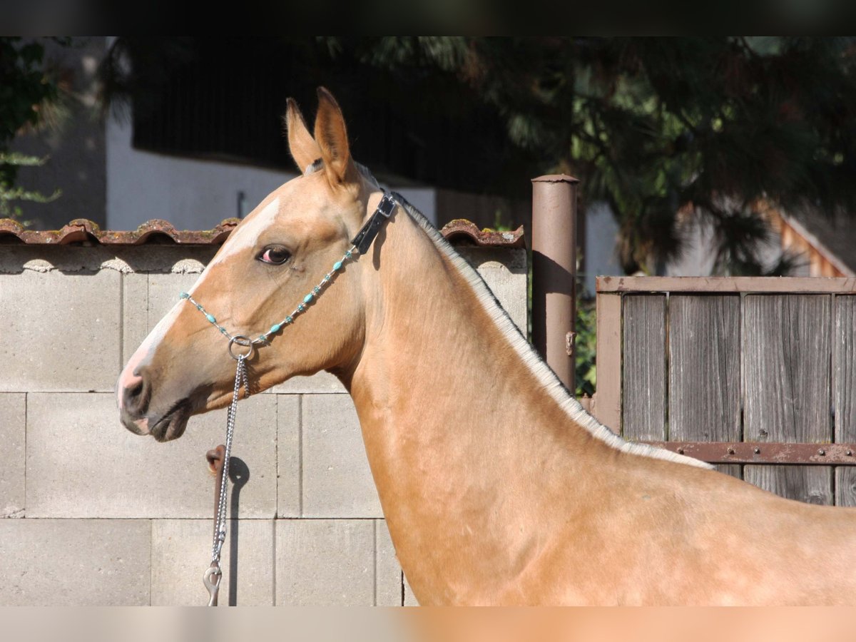 Achal-Tekkiner Hengst 1 Jahr Buckskin in Fort Myers