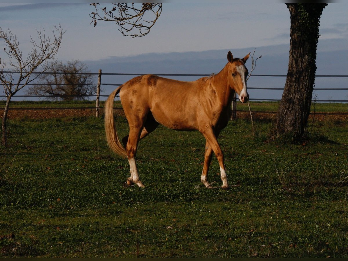 Achal-Tekkiner Hengst 2 Jahre 153 cm Cremello in Verteillac