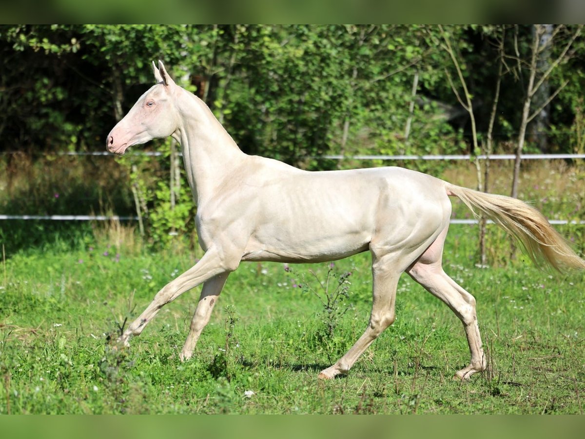 Achal-Tekkiner Hengst 2 Jahre 158 cm Cremello in San Pietroburgo