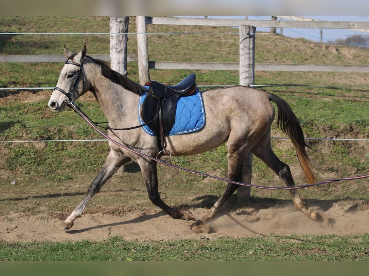 Achal-Tekkiner Hengst 3 Jahre 158 cm Schimmel in Kisbér