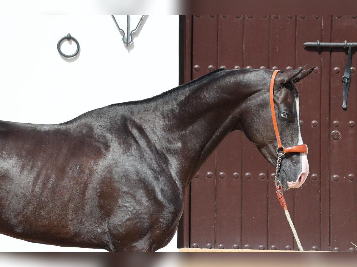Achal-Tekkiner Hengst 3 Jahre 159 cm Rappe in Malaga