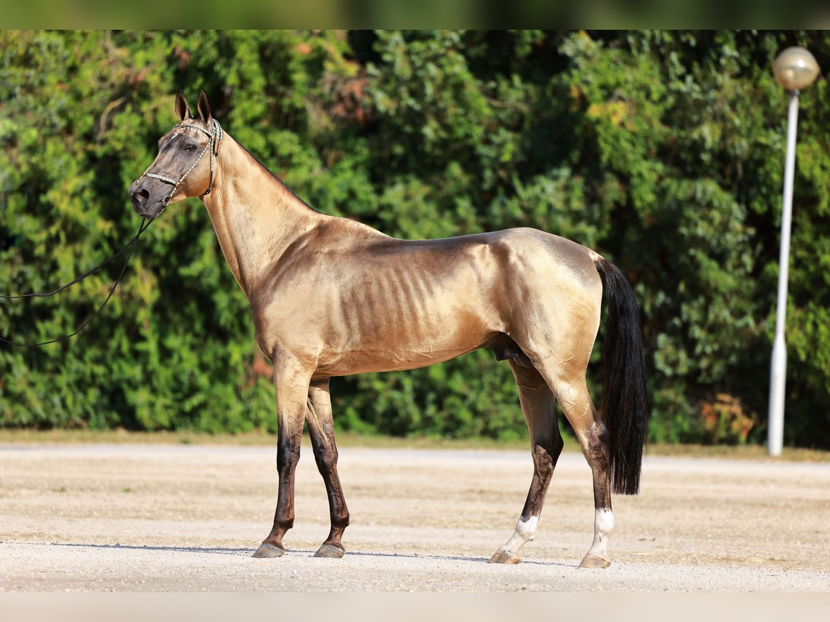 Achal-Tekkiner Hengst 8 Jahre Buckskin in Dzilnuciems