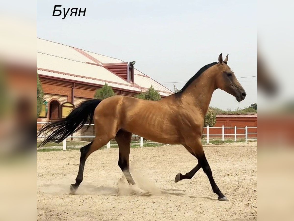 Achal-Tekkiner Hengst 9 Jahre 162 cm Hellbrauner in Istanbul