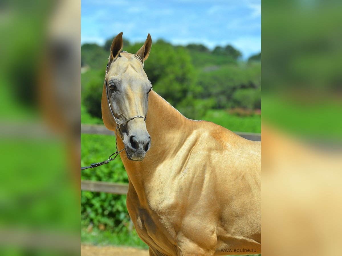 Achal-Tekkiner Hengst Palomino in GOVEN