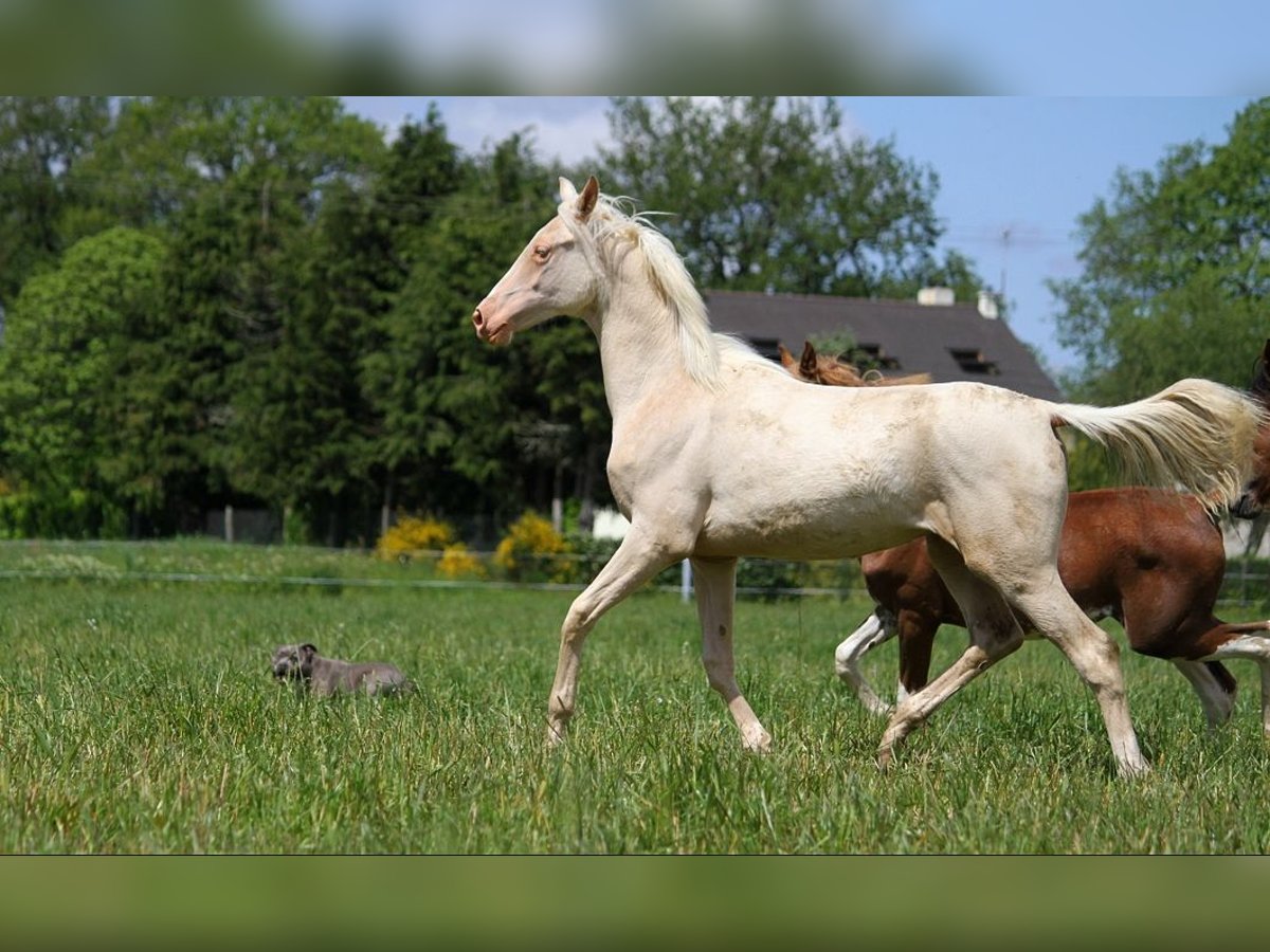 Achal-Tekkiner Stute 1 Jahr 158 cm Cremello in GOVEN