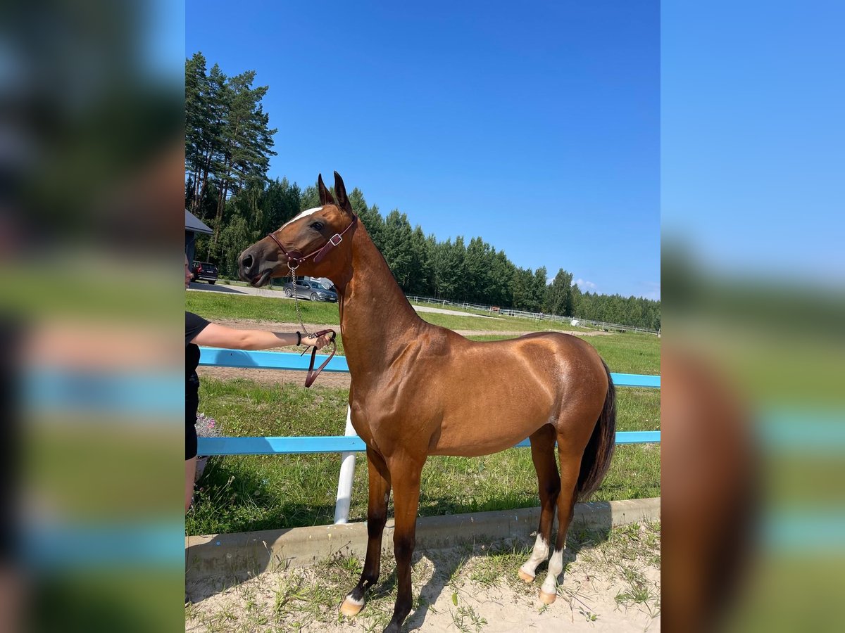 Achal-Tekkiner Stute 1 Jahr Rotbrauner in Dzilnuciems