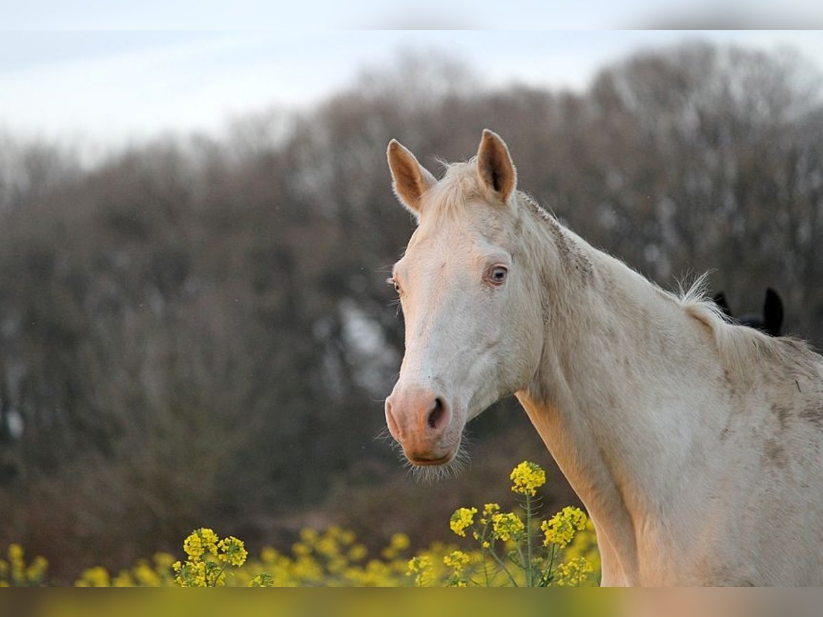 Achal-Tekkiner Stute 23 Jahre 158 cm Cremello in GOVEN