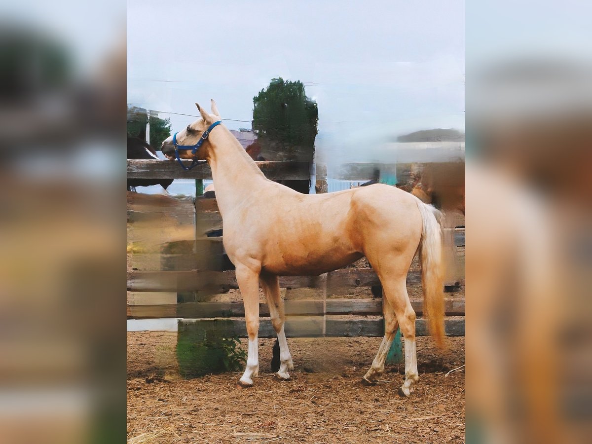 Achal-Tekkiner Stute 2 Jahre 155 cm Palomino in &#x425;&#x438;&#x43C;&#x43A;&#x438;