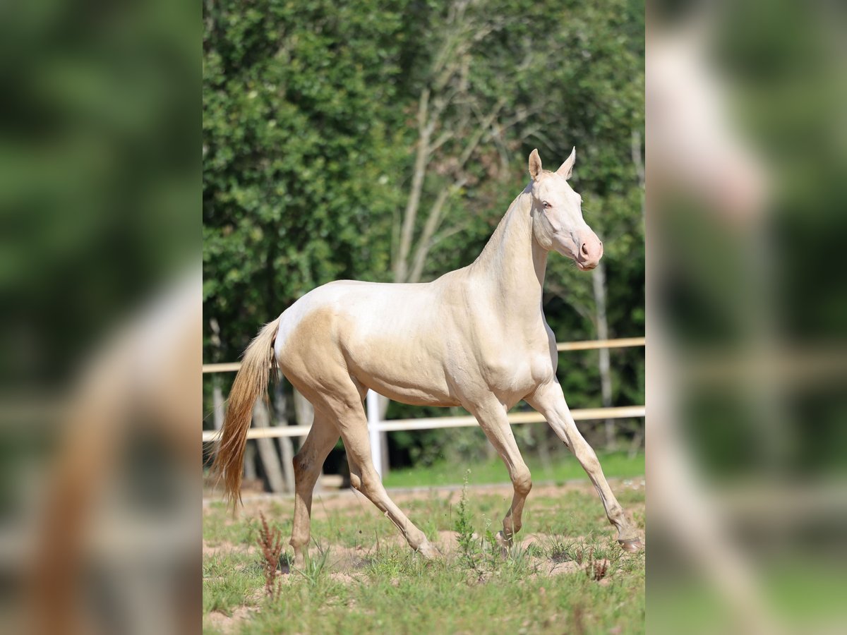 Achal-Tekkiner Stute 2 Jahre 158 cm Cremello in San Pietroburgo