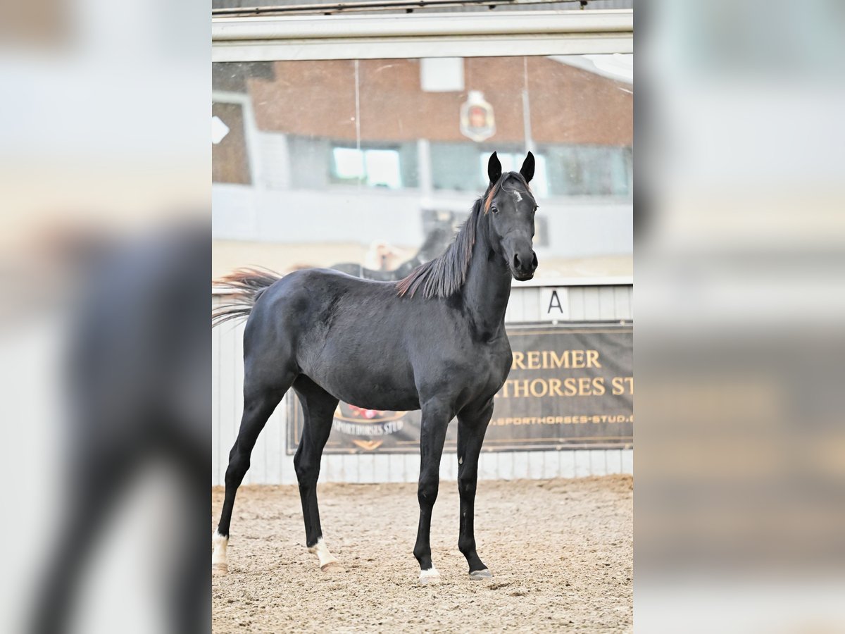 Achal-Tekkiner Mix Stute 3 Jahre 158 cm Rappe in Ovelg&#xF6;nne