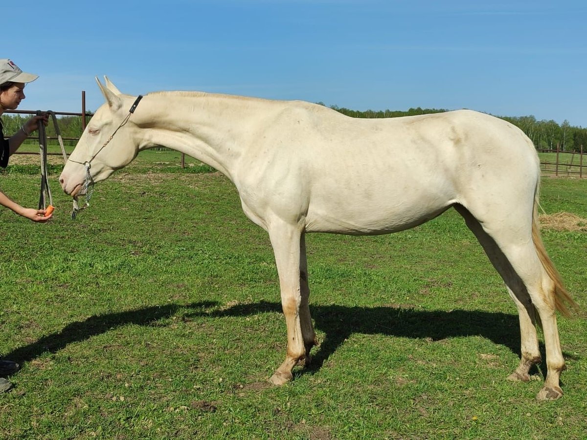 Achal-Tekkiner Stute 4 Jahre 155 cm Cremello in Thalmässing