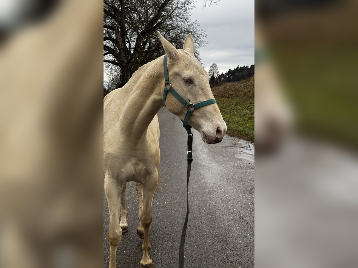 Achal-Tekkiner Stute 4 Jahre 155 cm Perlino in Thalmässing