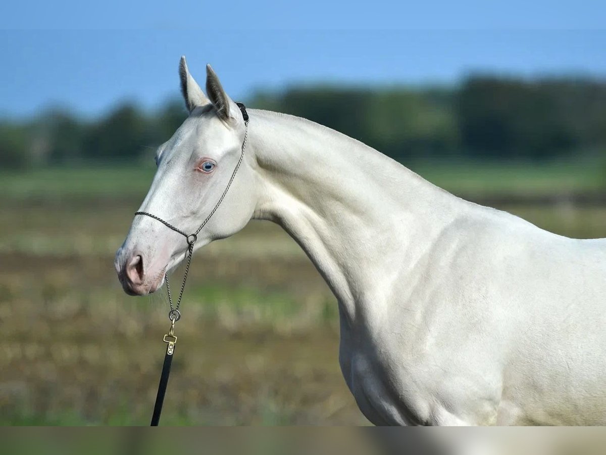 Achal-Tekkiner Stute 4 Jahre 157 cm Perlino in Ovelgönne