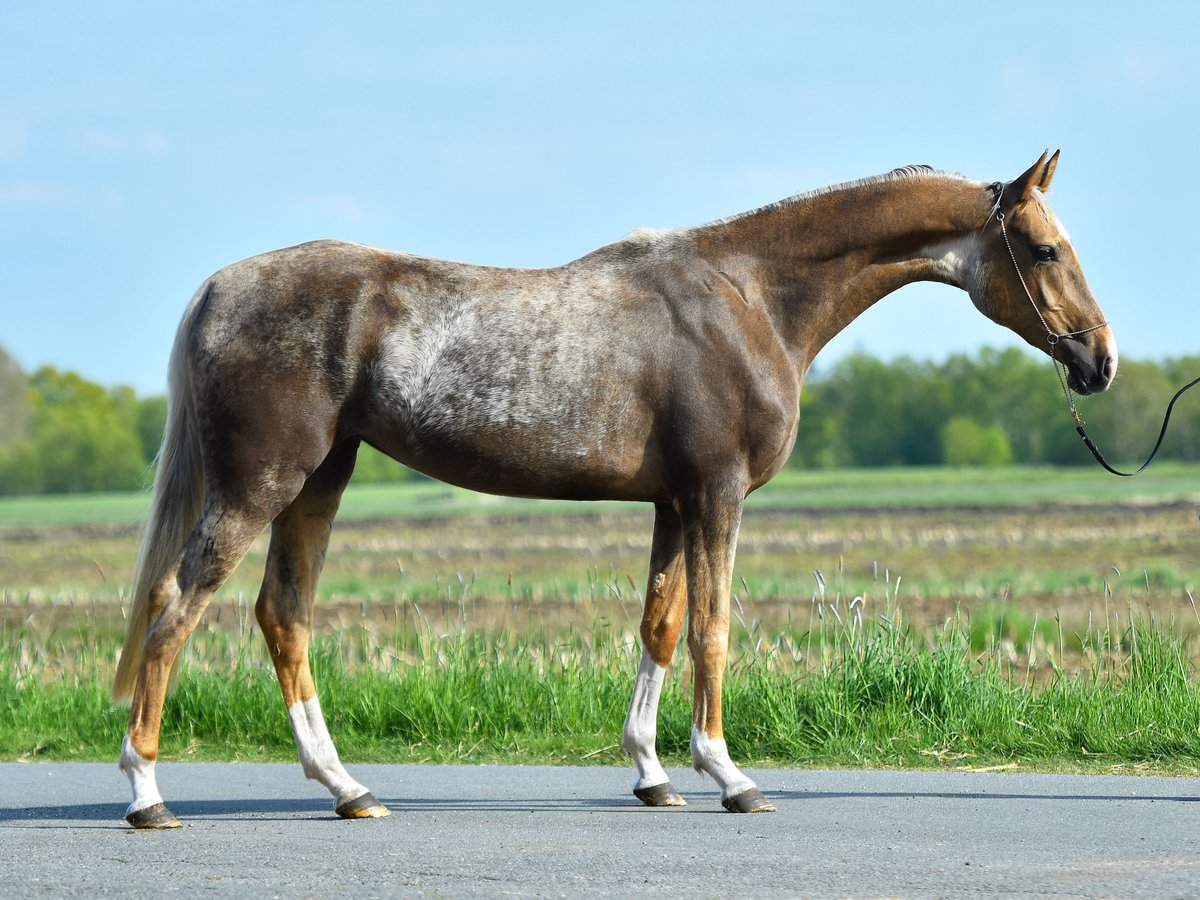 Achal-Tekkiner Stute 5 Jahre 157 cm Palomino in Ovelgönne