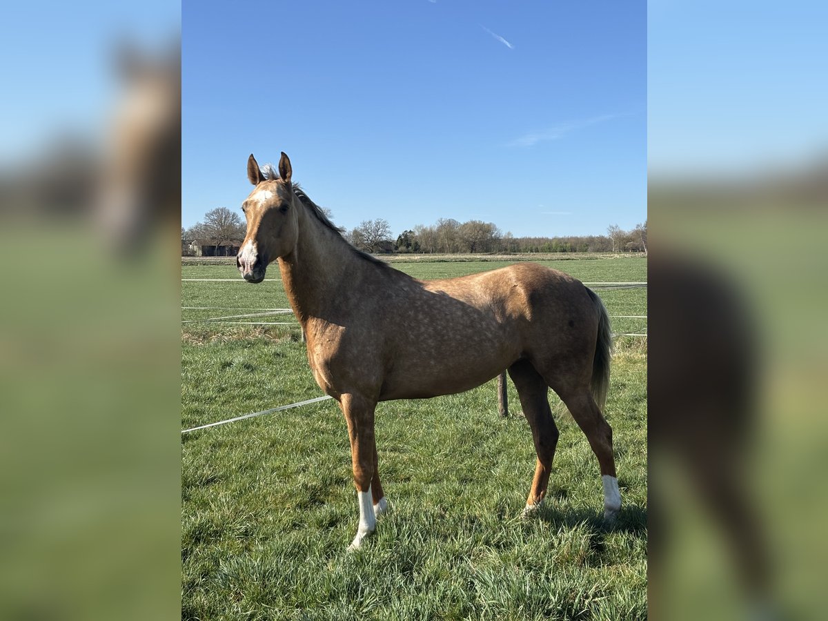 Achal-Tekkiner Stute 6 Jahre 159 cm Palomino in Ovelgönne